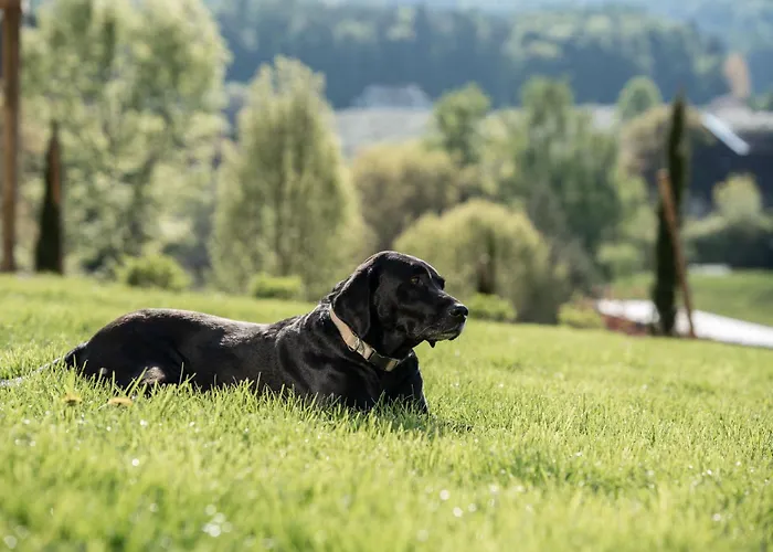 Apfelland Hideaways Design Apartments Mit Sauna Und Panorama * Puch bei Weiz